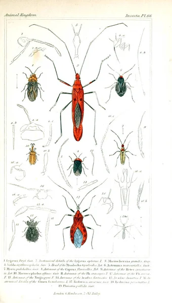 Illustration Von Insekten Das Tierreich Geordnet Nach Seiner Organisation Das — Stockfoto