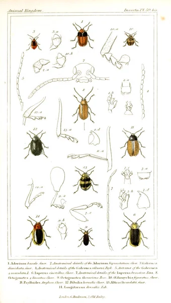 Illustration Von Insekten Das Tierreich Geordnet Nach Seiner Organisation Das — Stockfoto