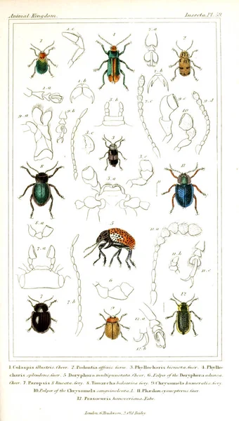 Ilustración Insectos Reino Animal Dispuesto Según Organización Sirve Fundamento Para —  Fotos de Stock