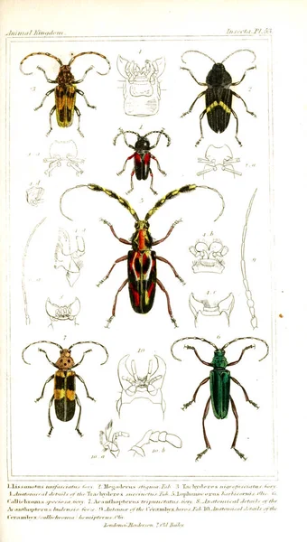 Illustration of insects. The animal kingdom, arranged according to its organization, serving as a foundation for the natural history of animals