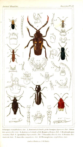 Illustration of insects. The animal kingdom, arranged according to its organization, serving as a foundation for the natural history of animals