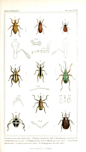 Illustration Insectes Règne Animal Disposé Selon Son Organisation Servant Fondement — Photo