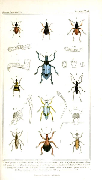 Illustration Insectes Règne Animal Disposé Selon Son Organisation Servant Fondement — Photo