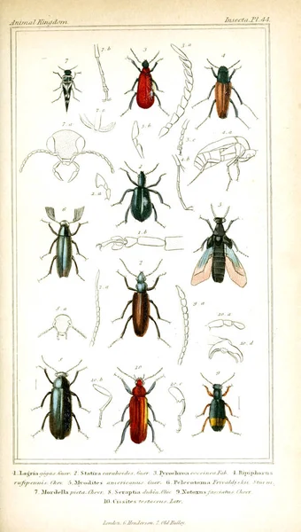 Ilustrace Hmyzu Království Zvířat Uspořádaných Podle Jeho Organizace Které Slouží — Stock fotografie