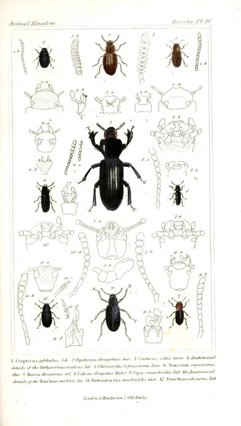 Εικονογράφηση Των Εντόμων Ζωικό Βασίλειο Τακτοποιημένος Σύμφωνα Την Οργάνωση Που — Φωτογραφία Αρχείου