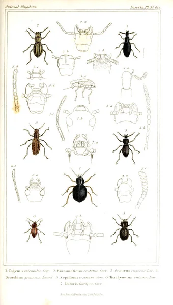 Illustration Von Insekten Das Tierreich Geordnet Nach Seiner Organisation Das — Stockfoto