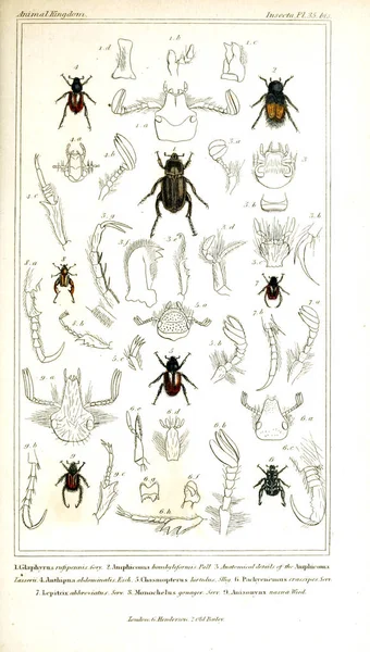 곤충의 그림입니다 동물의 동물의 역사에 기반으로 조직에 — 스톡 사진