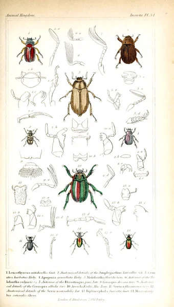 Illustration of insects. The animal kingdom, arranged according to its organization, serving as a foundation for the natural history of animals