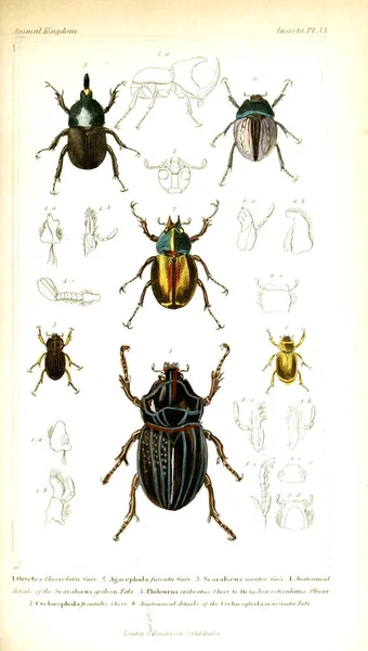 Ilustrace Hmyzu Království Zvířat Uspořádaných Podle Jeho Organizace Které Slouží — Stock fotografie
