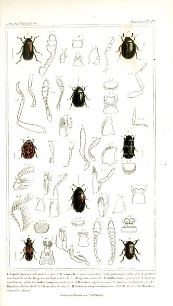 Illustration Insects Animal Kingdom Arranged According Its Organization Serving Foundation — Stock Photo, Image