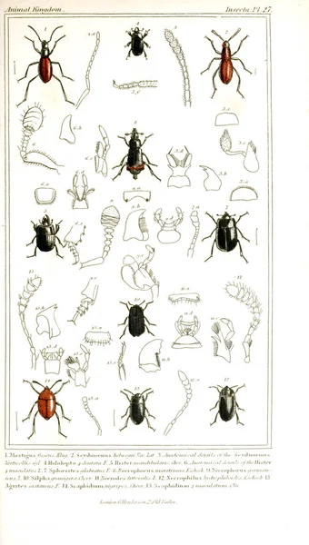 Ilustración Insectos Reino Animal Dispuesto Según Organización Sirve Fundamento Para — Foto de Stock