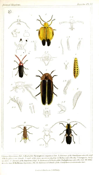 곤충의 그림입니다 동물의 동물의 역사에 기반으로 조직에 — 스톡 사진