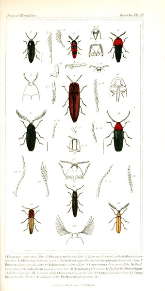 Illustration of insects. The animal kingdom, arranged according to its organization, serving as a foundation for the natural history of animals