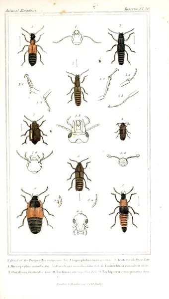 Illustration Insectes Règne Animal Disposé Selon Son Organisation Servant Fondement — Photo