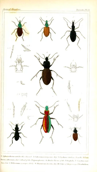 昆虫的例证 动物王国 根据其组织安排 为动物的自然历史奠定基础 — 图库照片