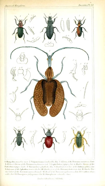 昆虫のイラスト 動物の自然史のための基礎として その組織に従って整理される動物の王国 — ストック写真