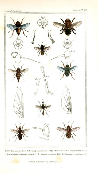 Ilustración Insectos Reino Animal Dispuesto Según Organización Sirve Fundamento Para — Foto de Stock