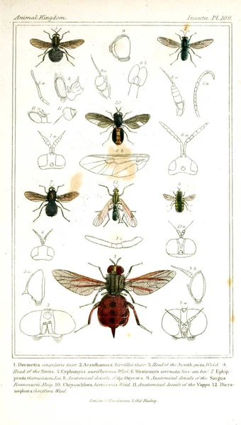 Illustration of insects. The animal kingdom, arranged according to its organization, serving as a foundation for the natural history of animals