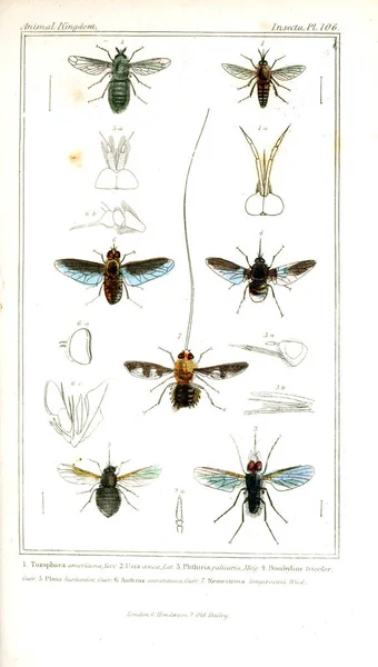 Illustration of insects. The animal kingdom, arranged according to its organization, serving as a foundation for the natural history of animals