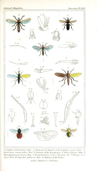 Illustratie Van Insecten Het Dierenrijk Gerangschikt Volgens Haar Organisatie Dienen — Stockfoto
