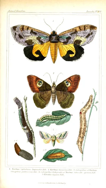 Illustration Insectes Règne Animal Disposé Selon Son Organisation Servant Fondement — Photo