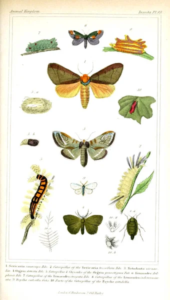 Böcekler Illustration Hayvanlar Alemi Hayvanlar Doğal Tarih Için Bir Temel — Stok fotoğraf