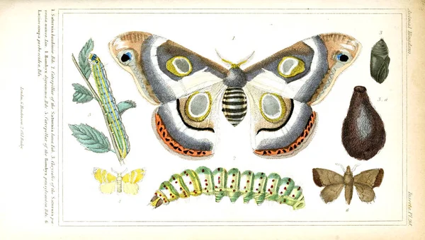 Illustration of insects. The animal kingdom, arranged according to its organization, serving as a foundation for the natural history of animals