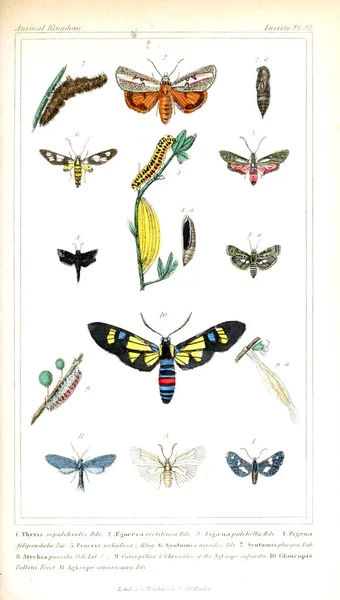 昆虫的例证 动物王国 根据其组织安排 为动物的自然历史奠定基础 — 图库照片