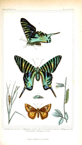 Illustration Insectes Règne Animal Disposé Selon Son Organisation Servant Fondement — Photo