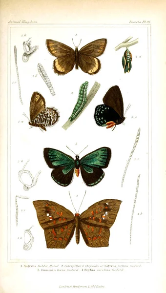 Illustration Insectes Règne Animal Disposé Selon Son Organisation Servant Fondement — Photo