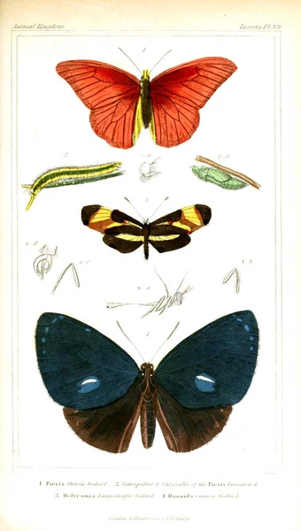 Illustration Insectes Règne Animal Disposé Selon Son Organisation Servant Fondement — Photo