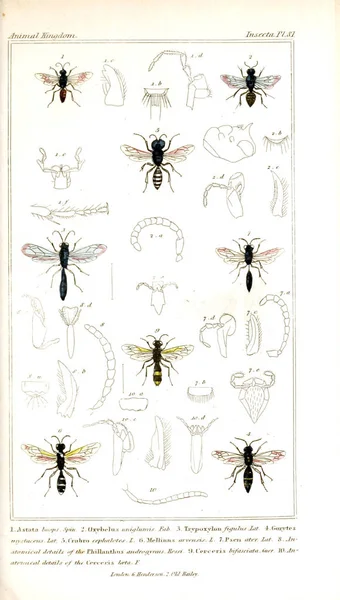 昆虫のイラスト 動物の自然史のための基礎として その組織に従って整理される動物の王国 — ストック写真