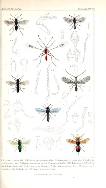 Illustration of insects. The animal kingdom, arranged according to its organization, serving as a foundation for the natural history of animals