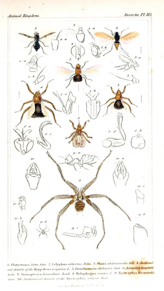 Illustration of insects. The animal kingdom, arranged according to its organization, serving as a foundation for the natural history of animals