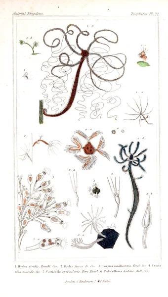 Illustration of insects. The animal kingdom, arranged according to its organization, serving as a foundation for the natural history of animals