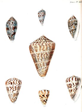 Deniz kabuklarını Illustration. Conchologia iconica veya kabukları molluscous hayvan çizimleri.