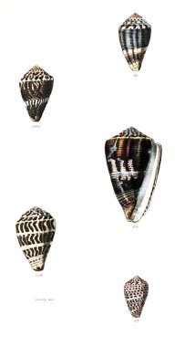 Deniz kabuklarını Illustration. Conchologia iconica veya kabukları molluscous hayvan çizimleri.