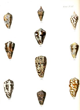 Deniz kabuklarını Illustration. Conchologia iconica veya kabukları molluscous hayvan çizimleri.