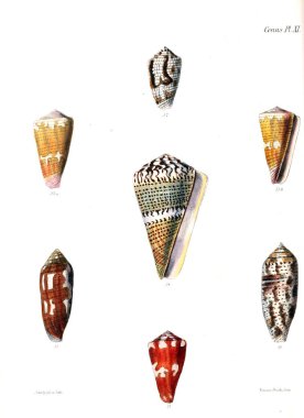 Deniz kabuklarını Illustration. Conchologia iconica veya kabukları molluscous hayvan çizimleri.