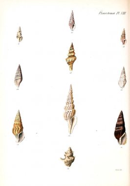 Deniz kabuklarını Illustration. Conchologia iconica veya kabukları molluscous hayvan çizimleri.