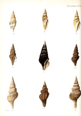 Deniz kabuklarını Illustration. Conchologia iconica veya kabukları molluscous hayvan çizimleri.