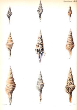 Deniz kabuklarını Illustration. Conchologia iconica veya kabukları molluscous hayvan çizimleri.