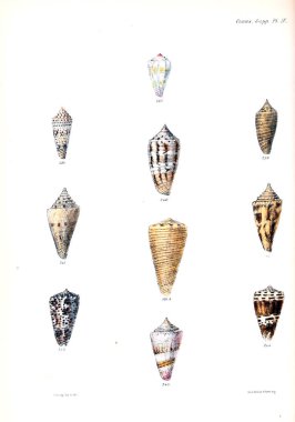 Deniz kabuklarını Illustration. Conchologia iconica veya kabukları molluscous hayvan çizimleri.