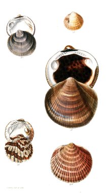 Deniz kabuklarını Illustration. Conchologia iconica veya kabukları molluscous hayvan çizimleri.