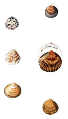 Deniz kabuklarını Illustration. Conchologia iconica veya kabukları molluscous hayvan çizimleri.