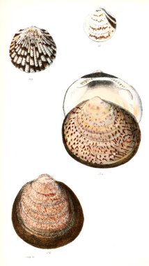 Deniz kabuklarını Illustration. Conchologia iconica veya kabukları molluscous hayvan çizimleri.