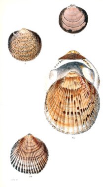Deniz kabuklarını Illustration. Conchologia iconica veya kabukları molluscous hayvan çizimleri.