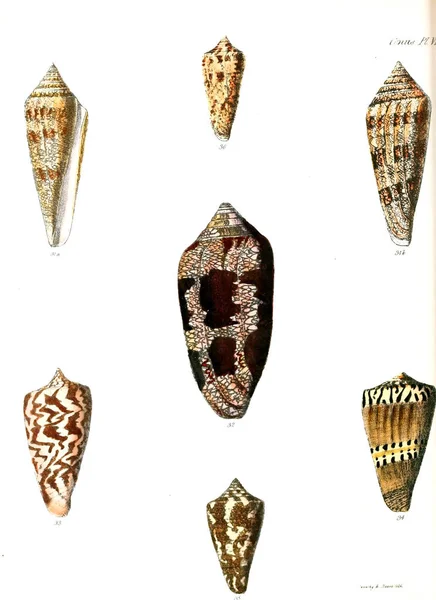 Esimerkki Simpukankuorista Conchologia Iconica Tai Kuvat Simpukoiden Kuoret — kuvapankkivalokuva