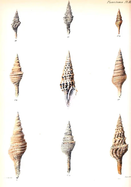 Illustration Coquillages Conchologia Iconica Illustrations Des Coquilles Animaux Mollusques — Photo