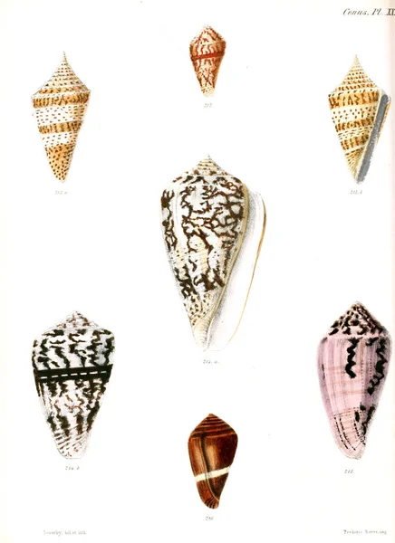 조개의 그림입니다 Conchologia Iconica Molluscous 동물의 포탄의 — 스톡 사진